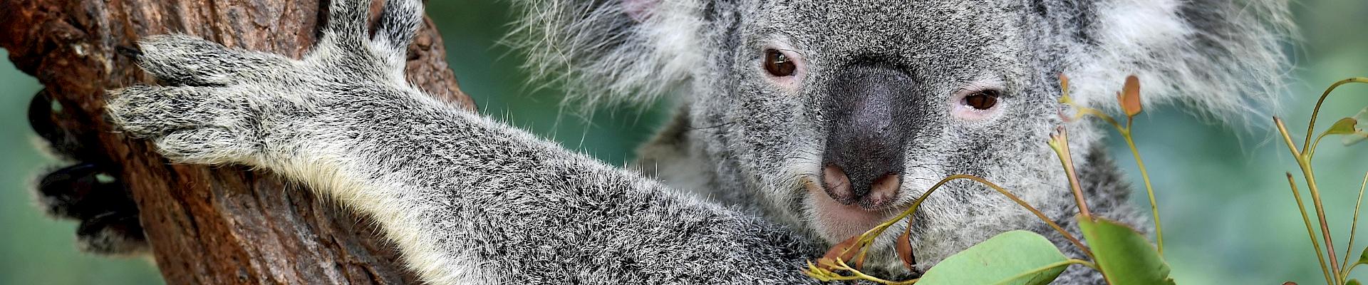 Australie : Votre séjour linguistique devient une aventure