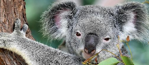 Australie : Votre séjour linguistique devient une aventure