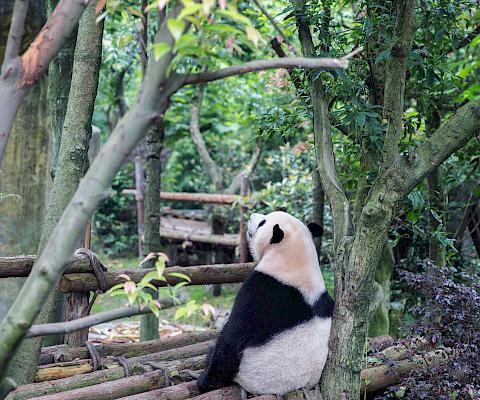 Apprendre le chinois (mandarin) à Pékin en Chine